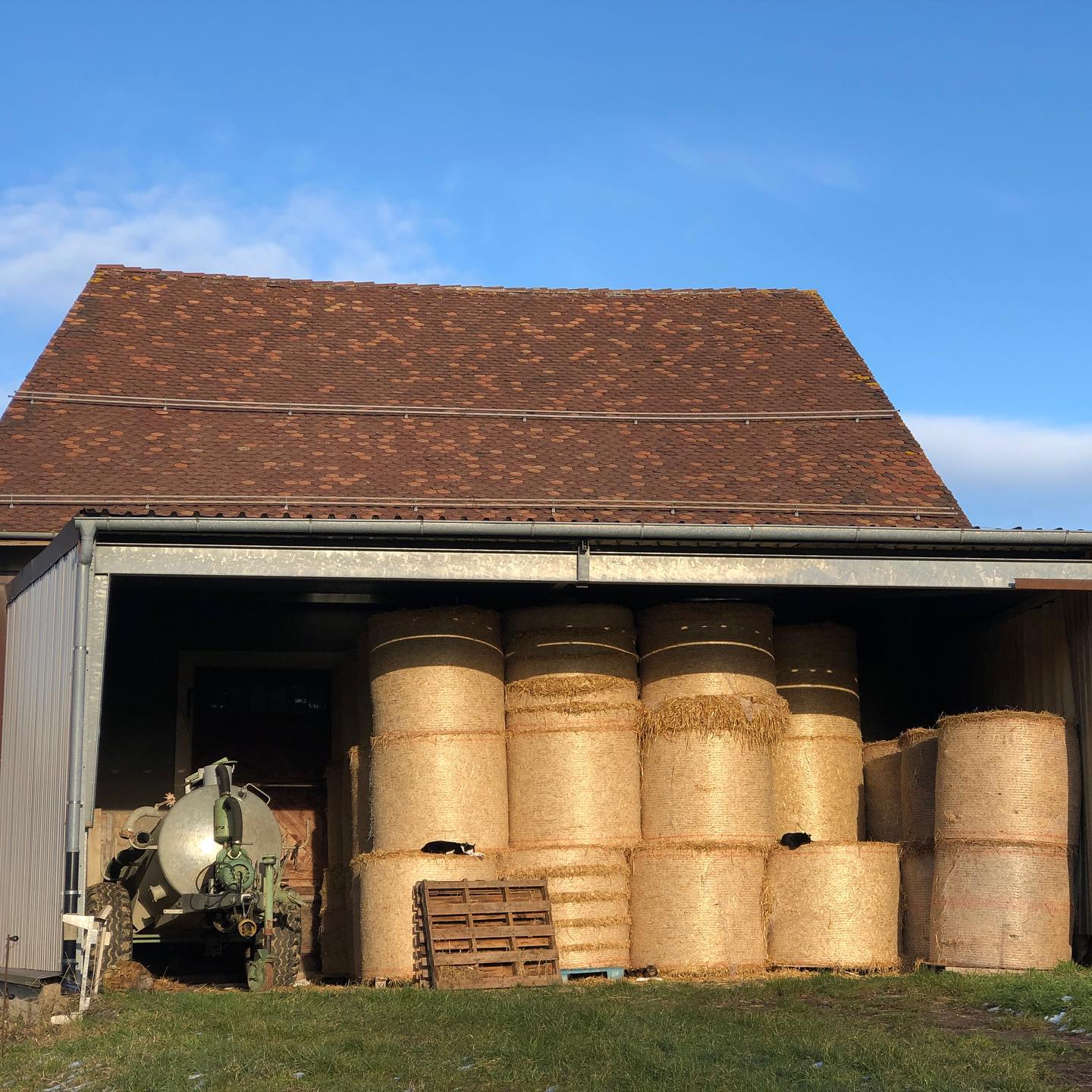 Les Chats Du Canton De Vaud.