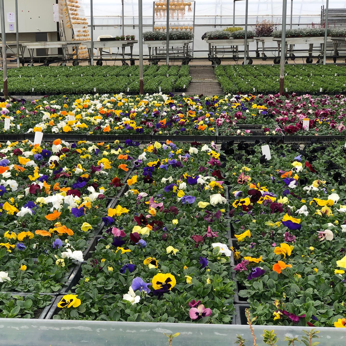 Pollock flowers. Colourful chaos.