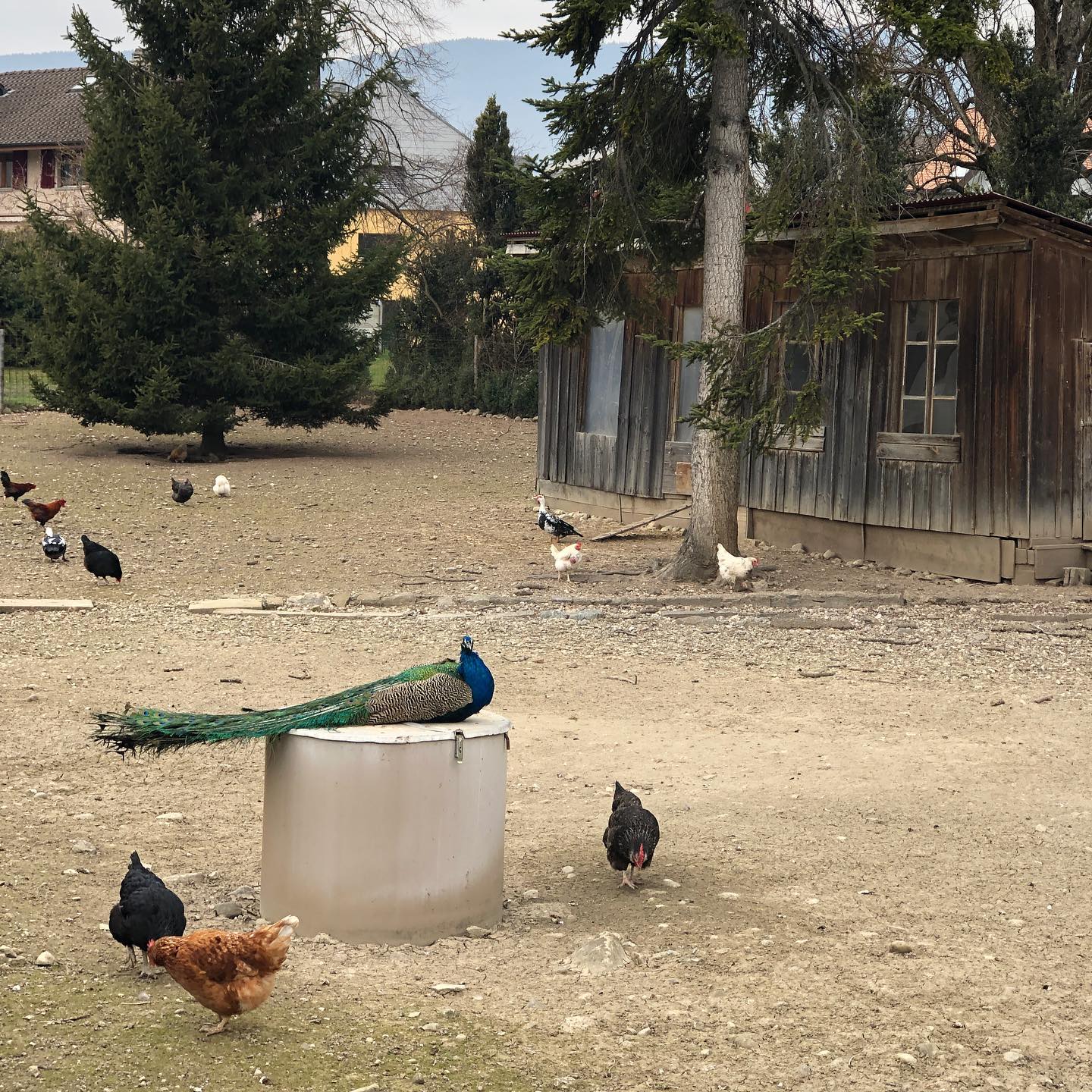 The Regal Peacock and his subjects. ;-)