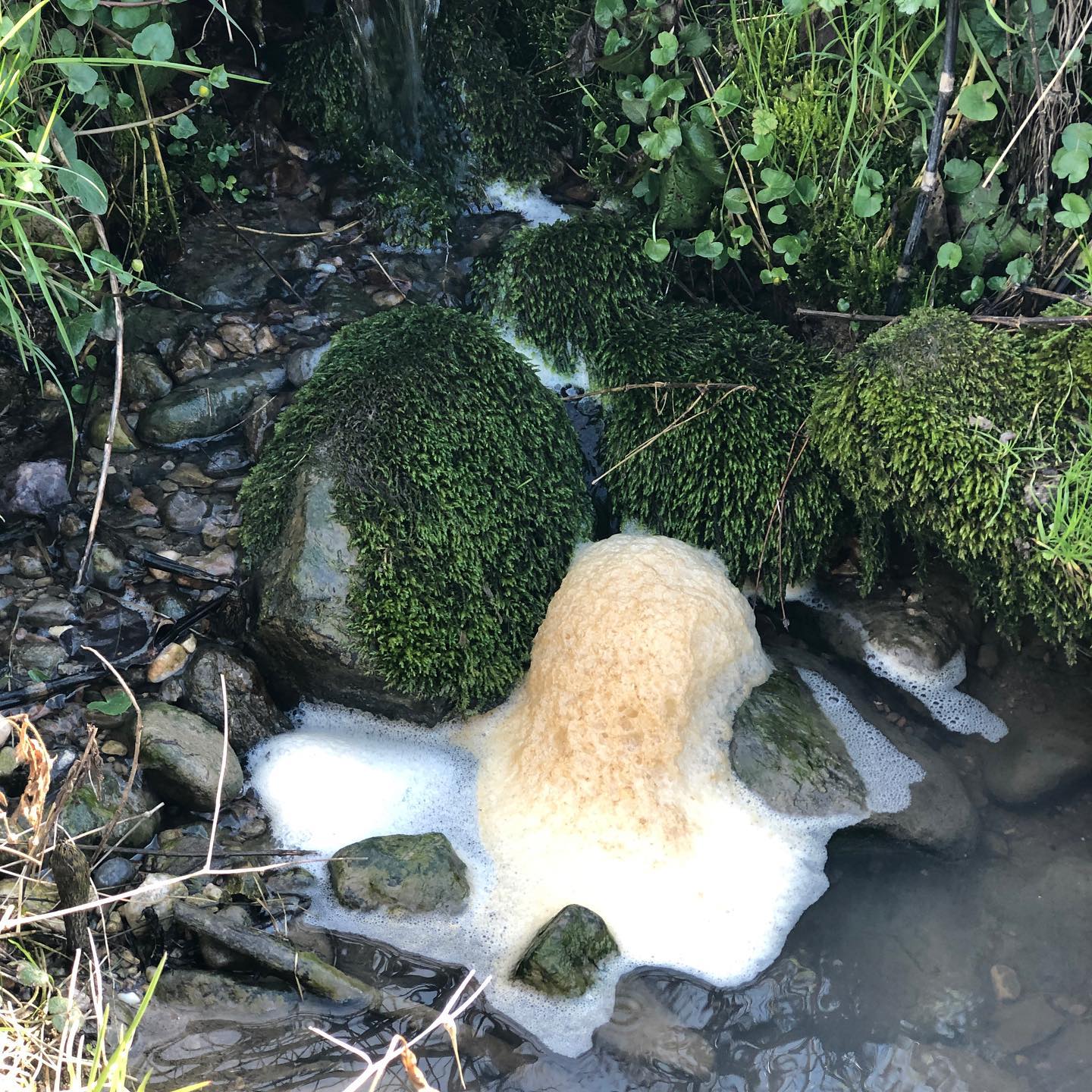 Water pollution in Switzerland.