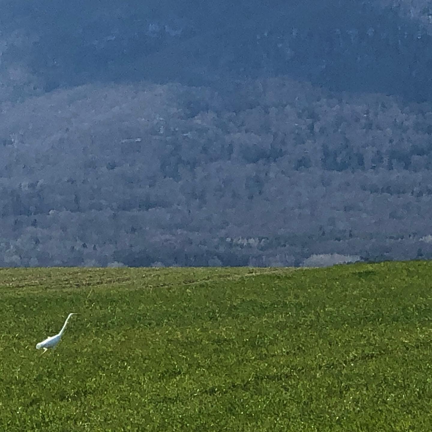 No spears in this stork, unless itâs a Herron.