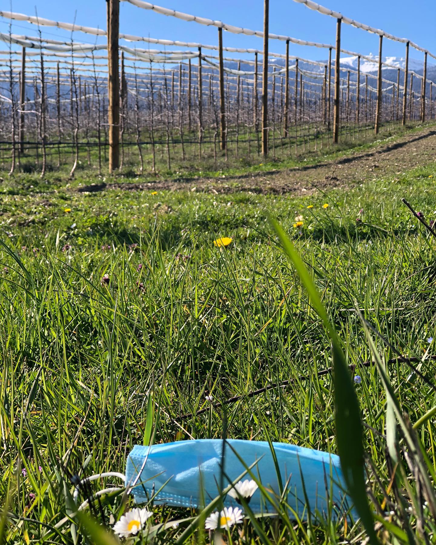 Masks in the orchards.