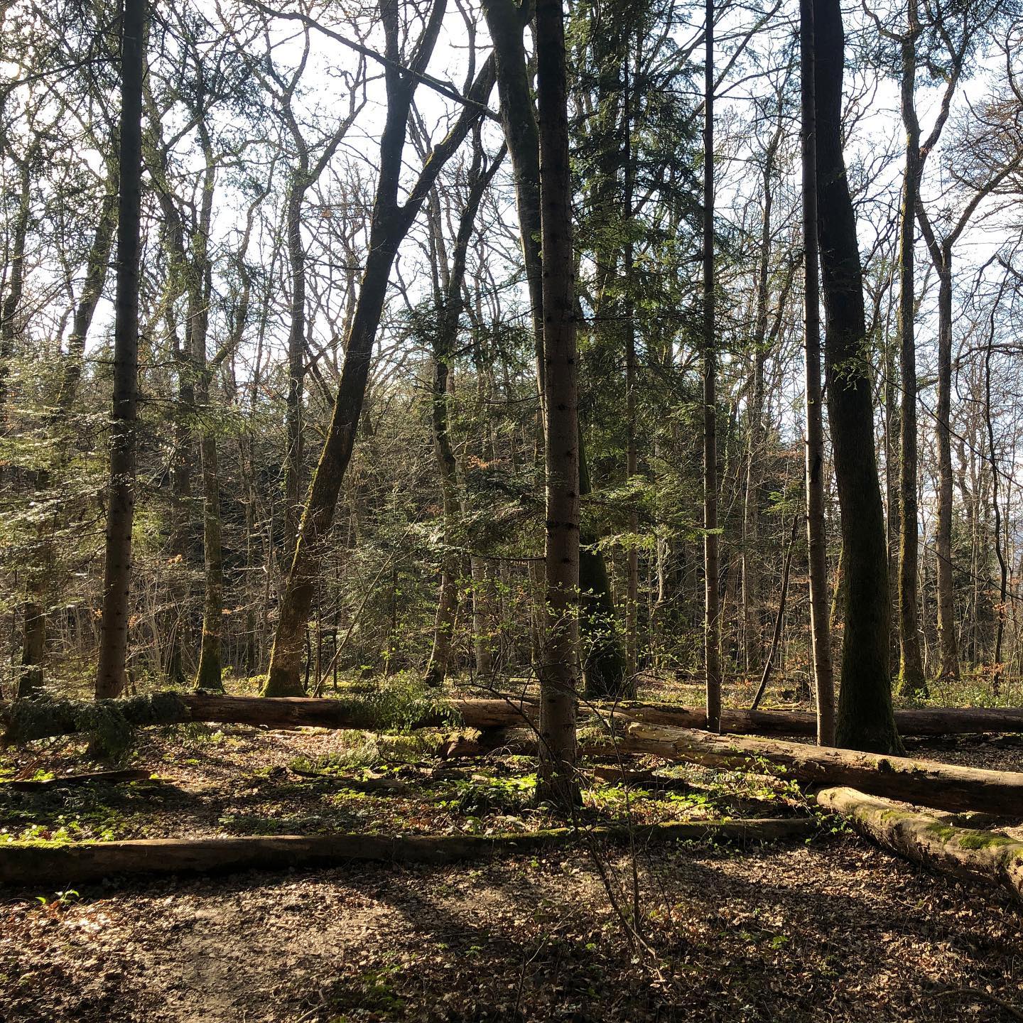 Started hiking the #Appalachian trail today. ;-) not really, this is the wood near crassier. No green tunnel for me.