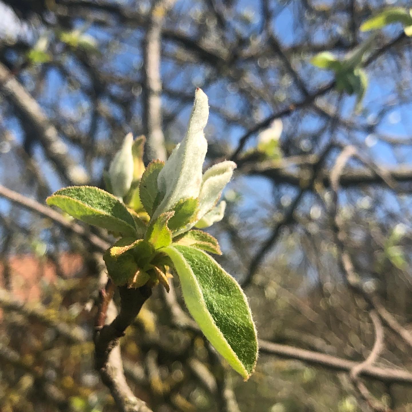 Spring, leaves being born again.