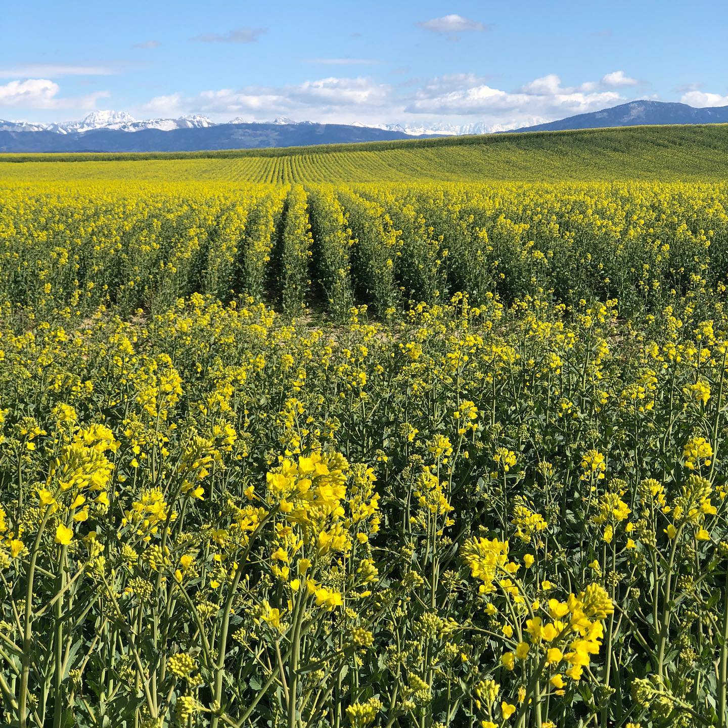 Spring in Switzerland