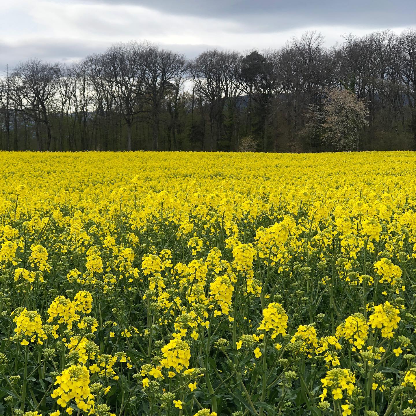 You can smell them now.