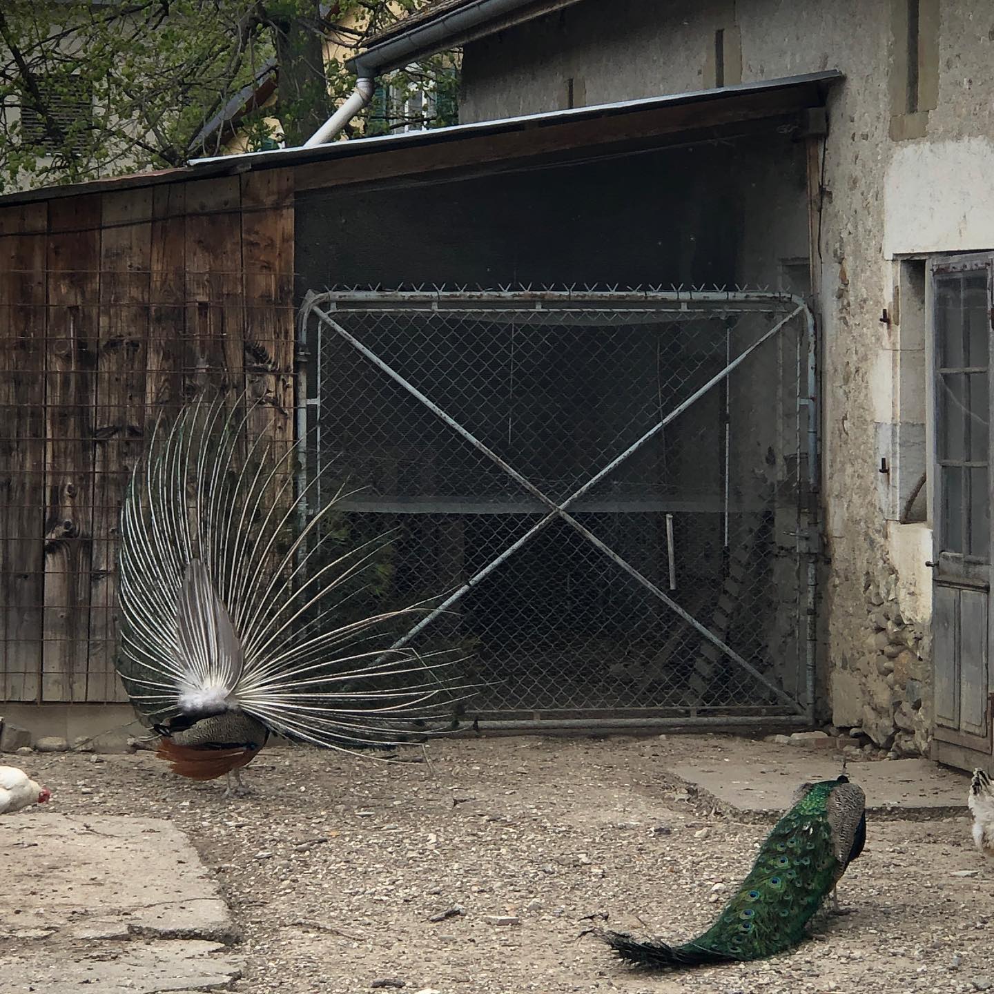 A peacock flirting with a wall.