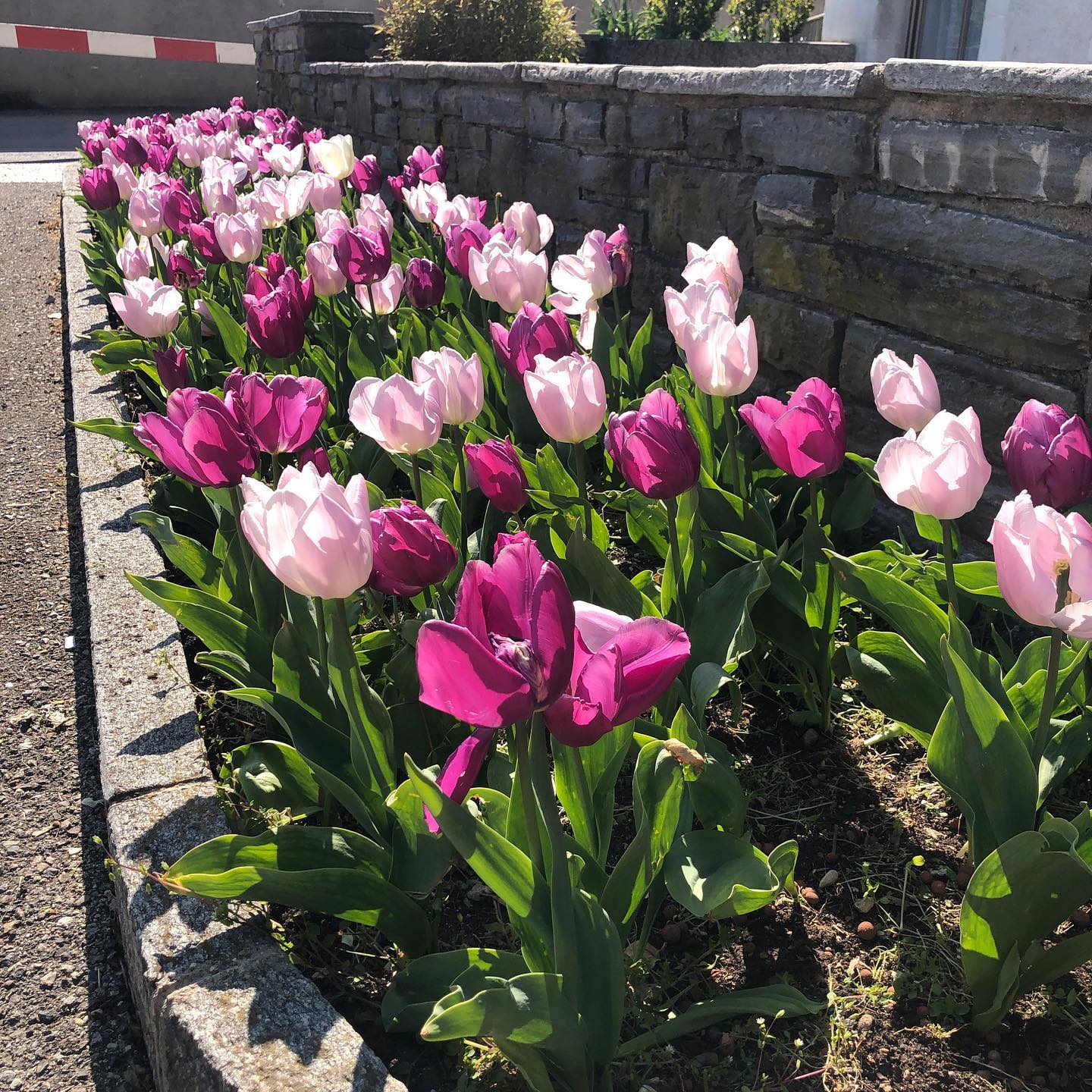 From yesterdayâs walk. Tulip or not tulip #tulip #backlit