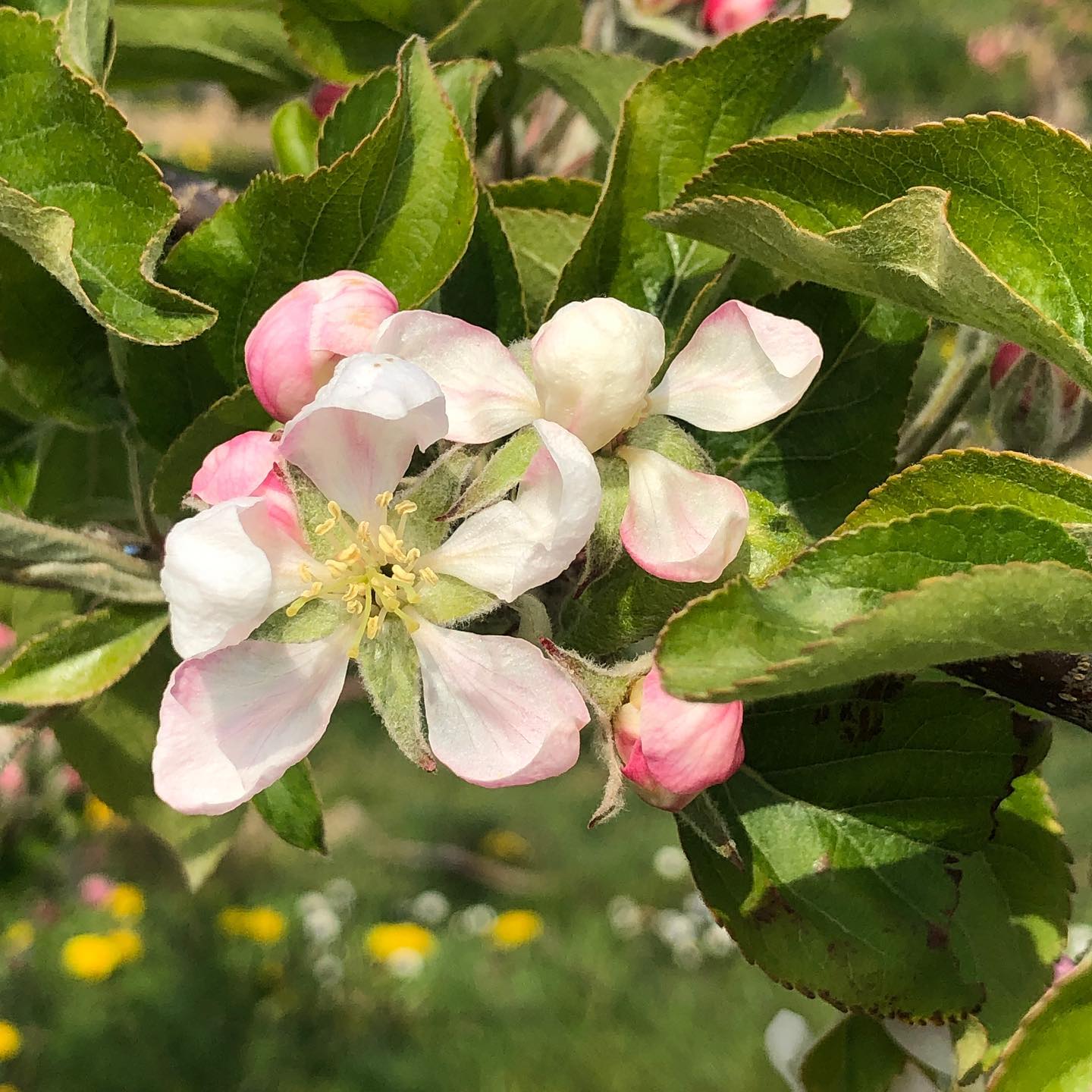 Future apple I think.