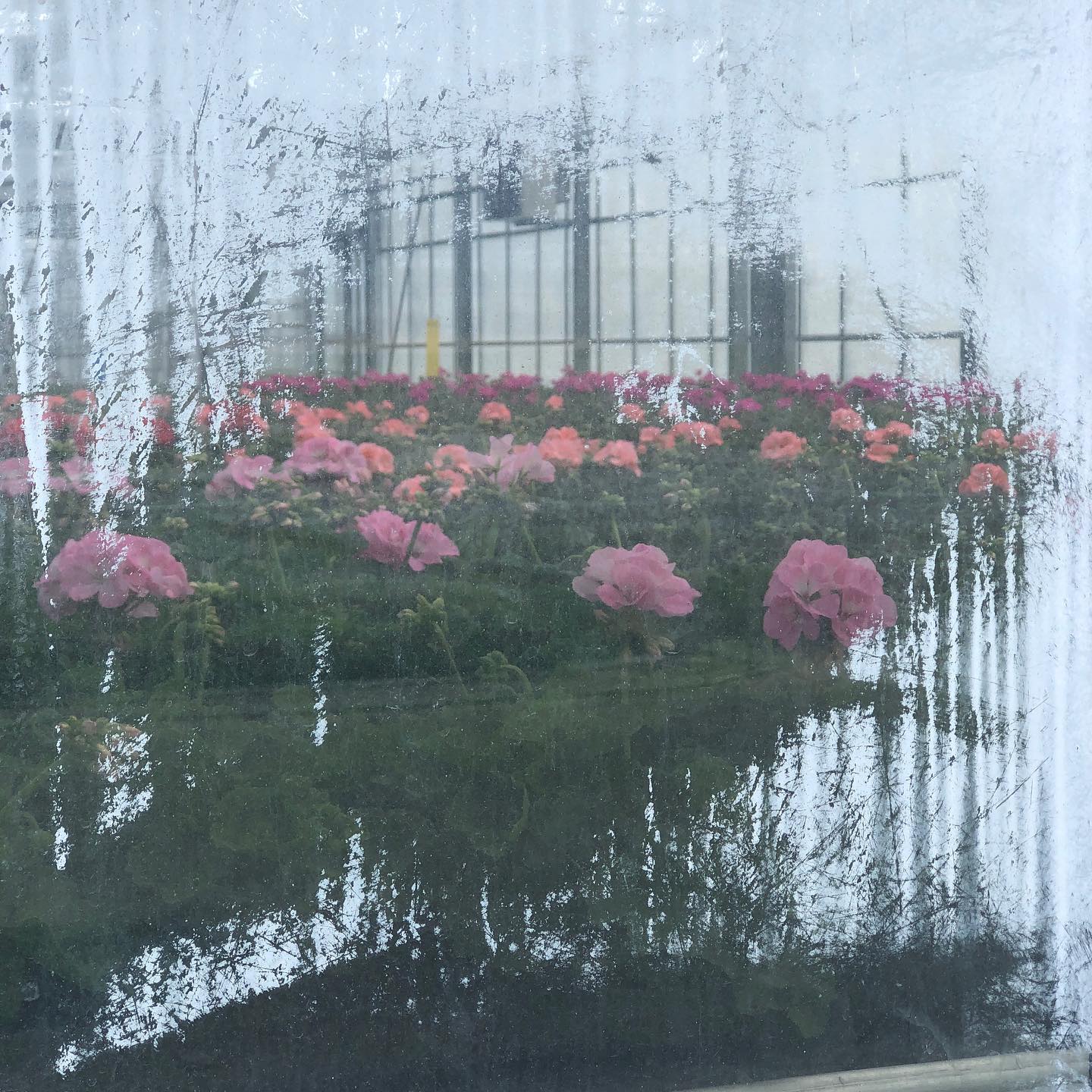 Looking in through the glass.