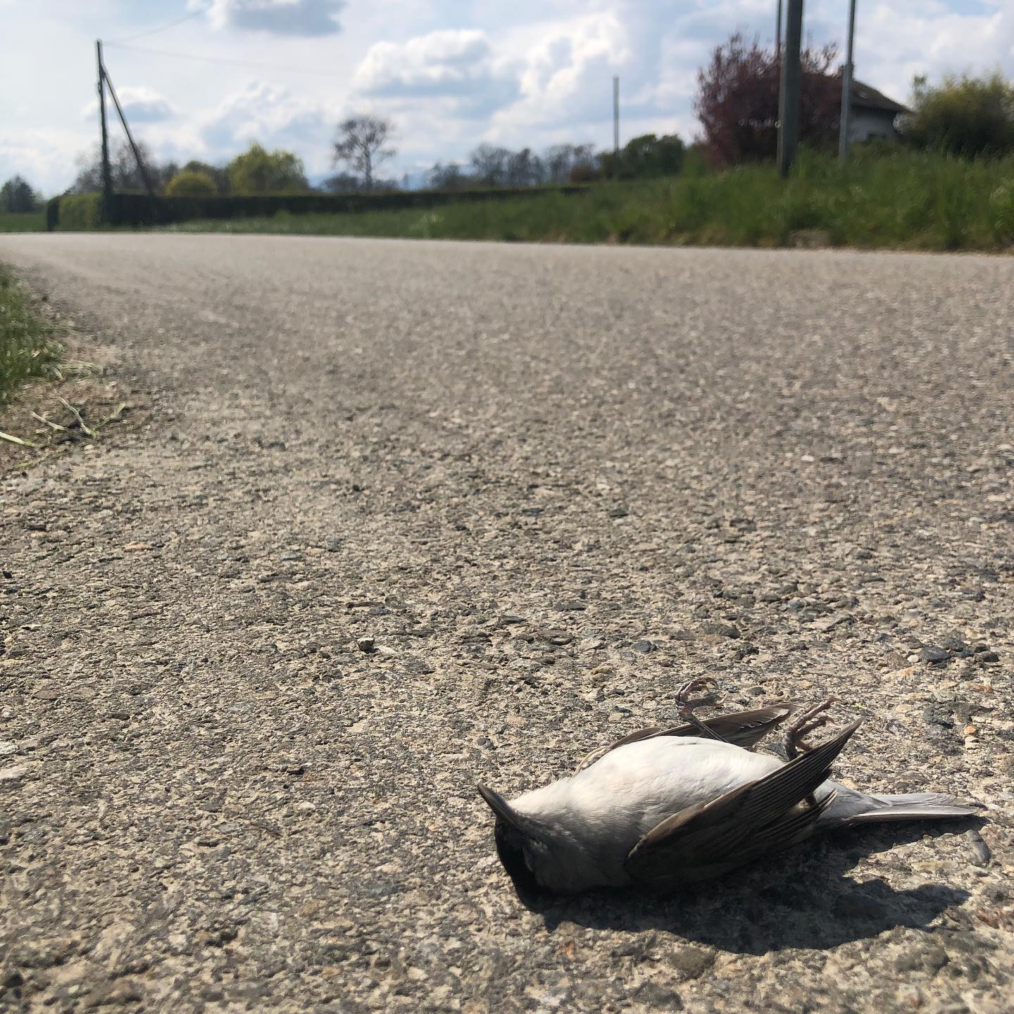 Some birds are not meant to play chicken with cars.