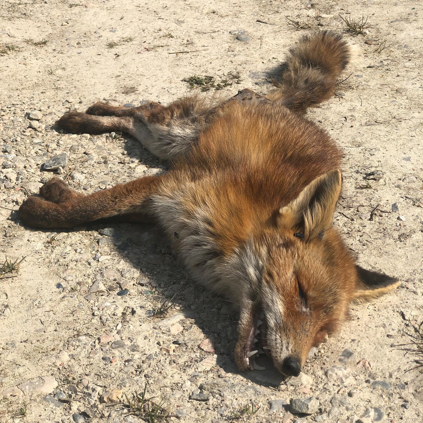 Itâs the second time I see a fox like this. What are people doing to them? The last time was a few months ago.