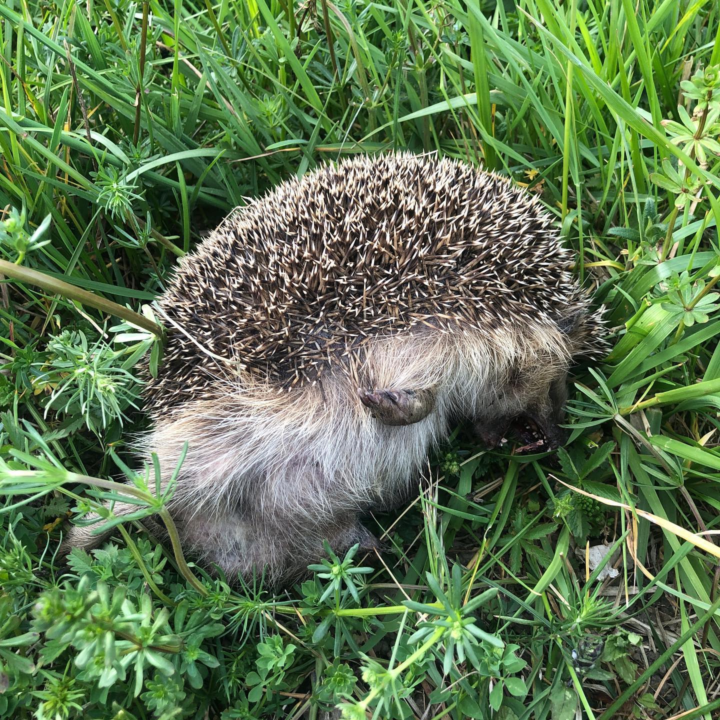 A driver killed a hedgehog.