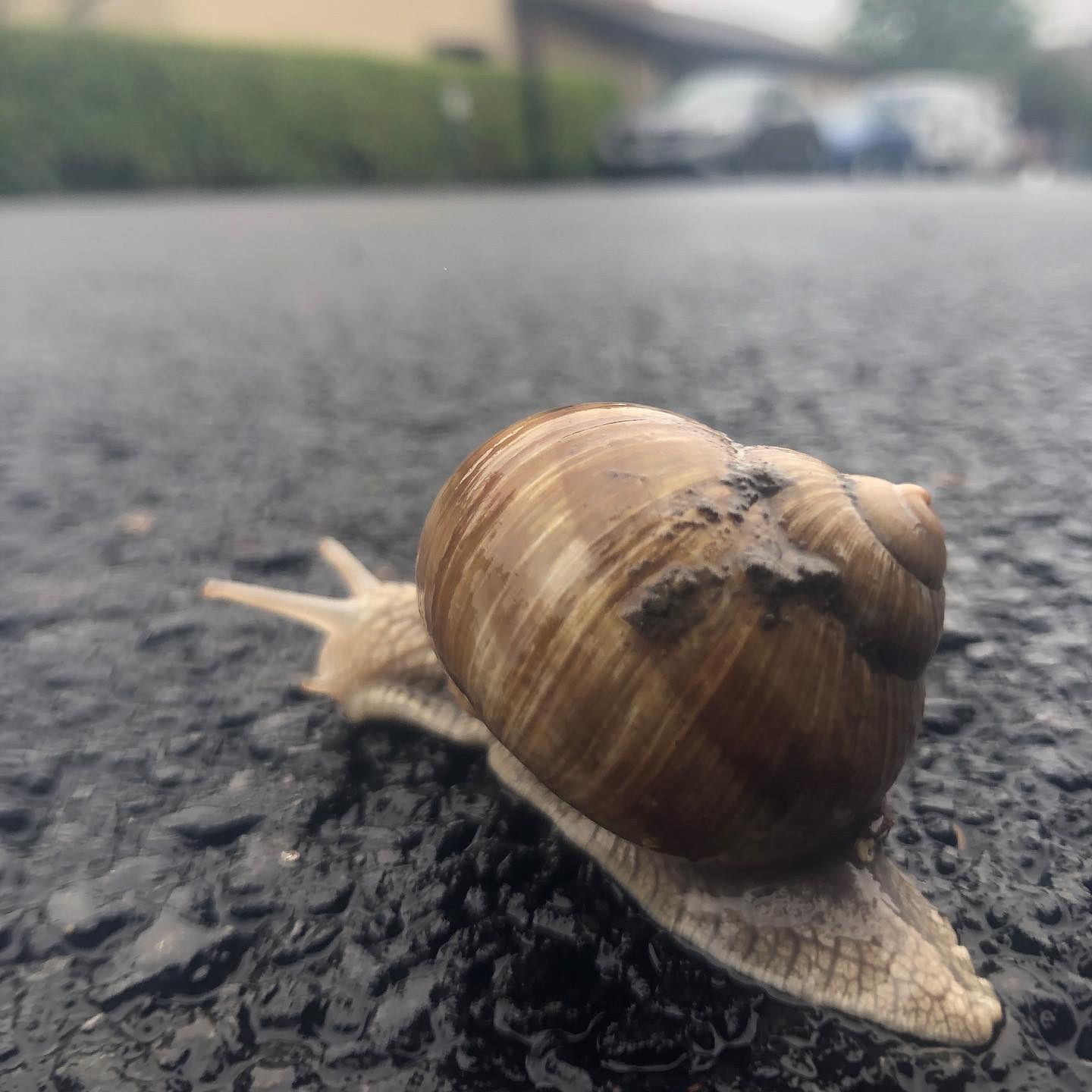 I saved this escargot. At least temporarily. Range rovers try to run over humans so a snail stands no chance.