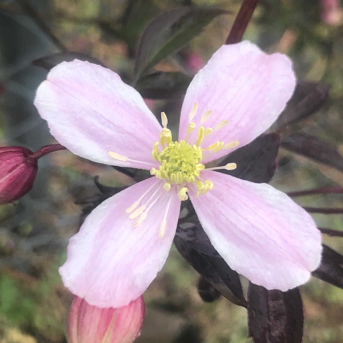 Petal petal, non, pas pÃ©dale. ;-)