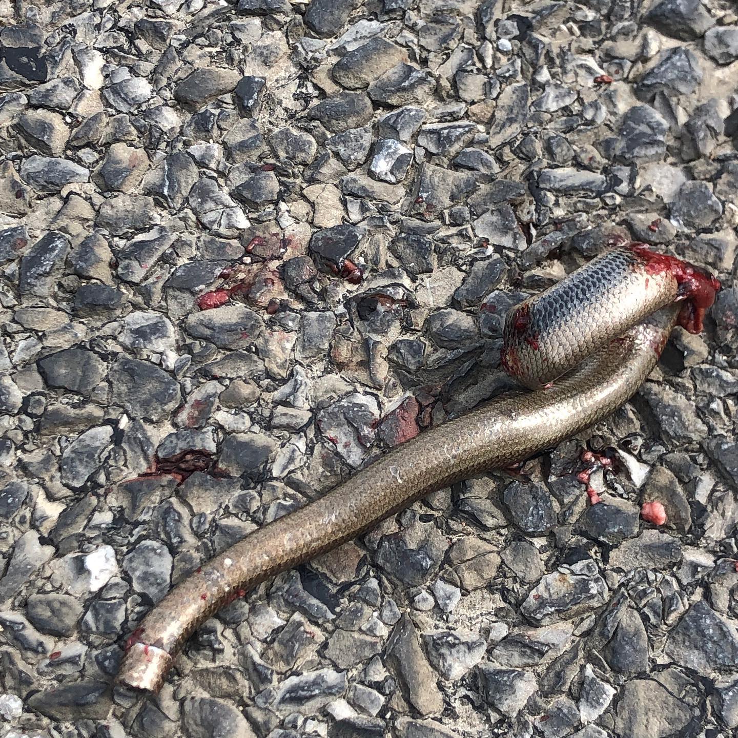 What the duck is that. It looks bizarre. Oh itâs a snake, but on a road, not a plane.