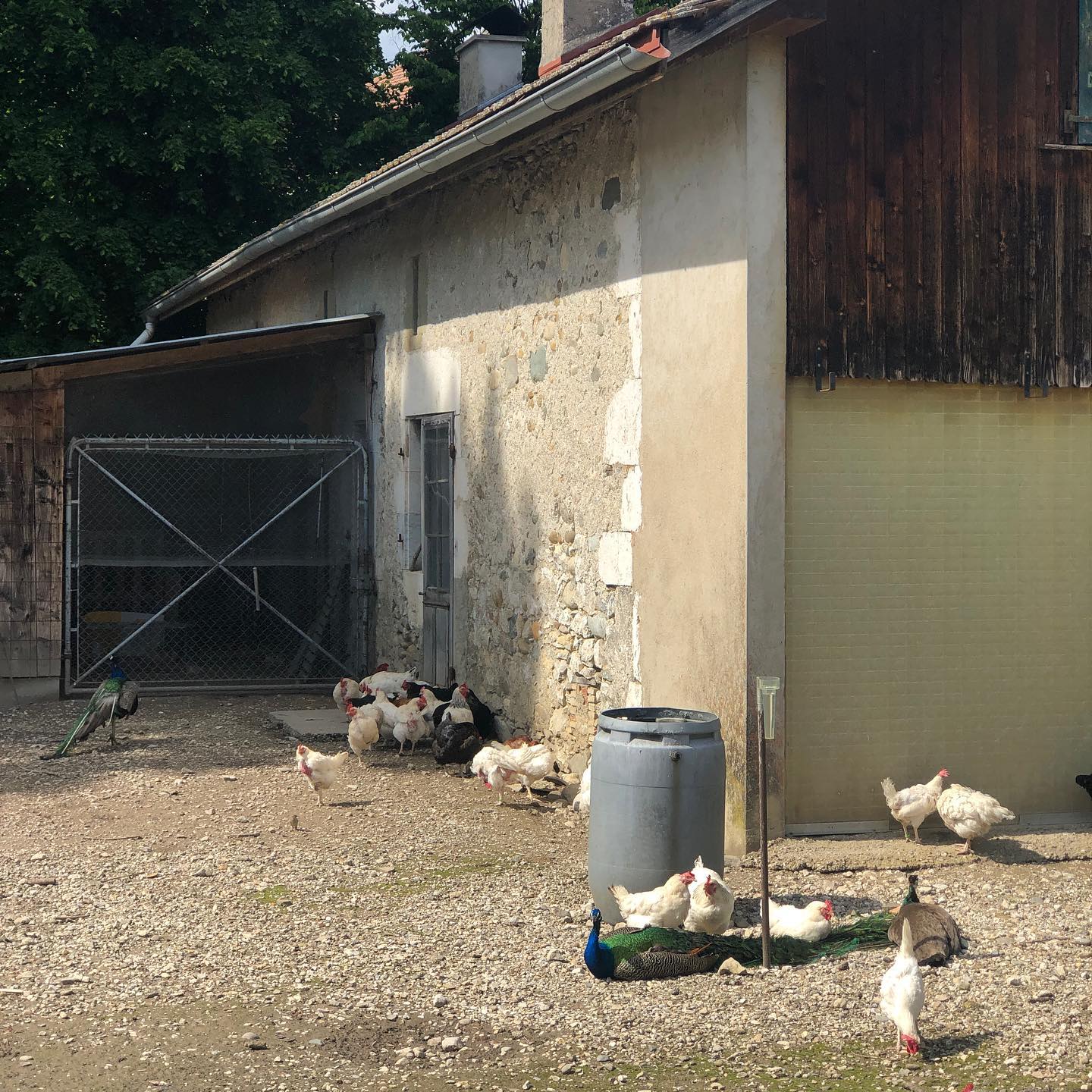As a peacock it is important to find chickens to groom you. Here we see a three chicken service.