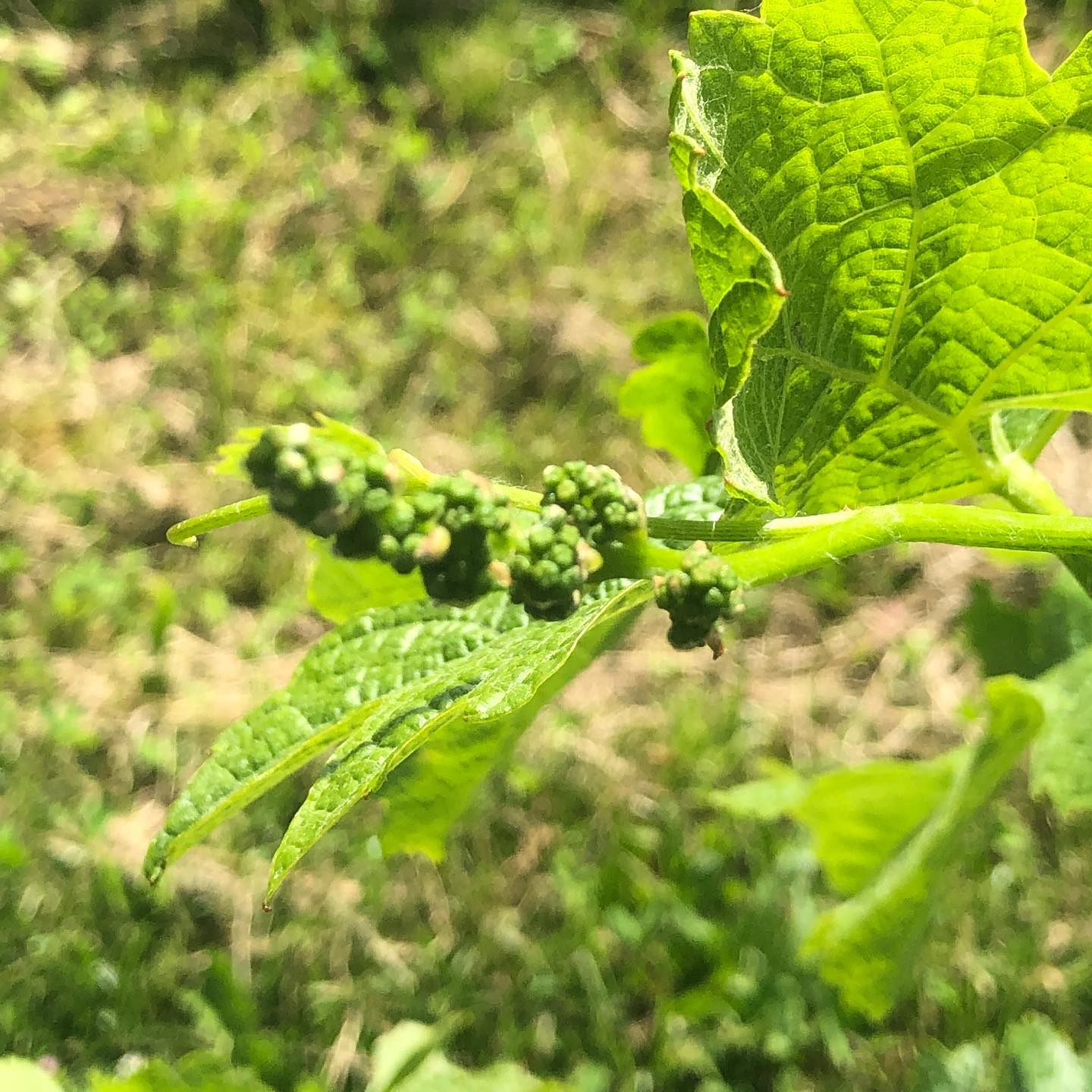 Guess what these are.