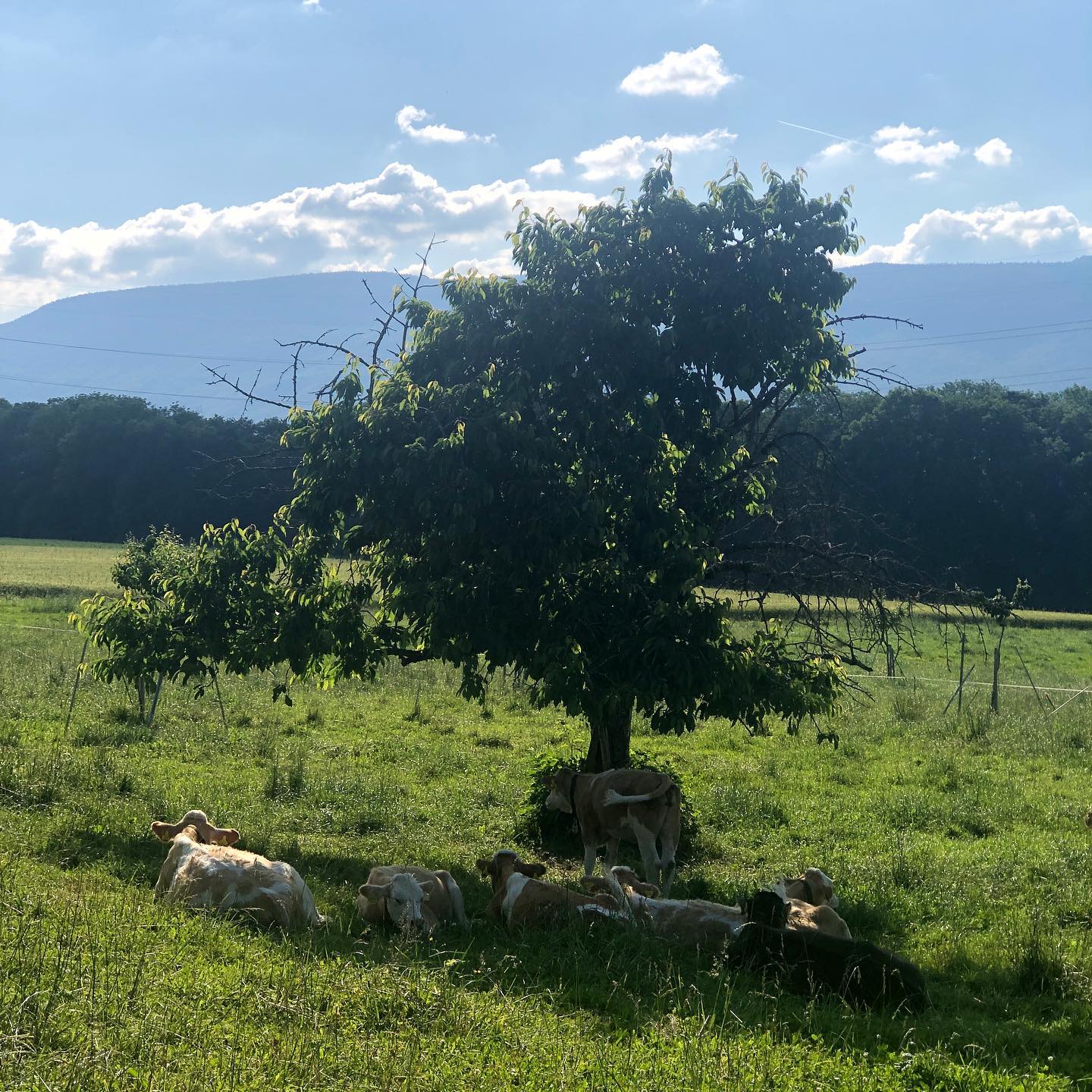 Pause cafÃ© for the calves.