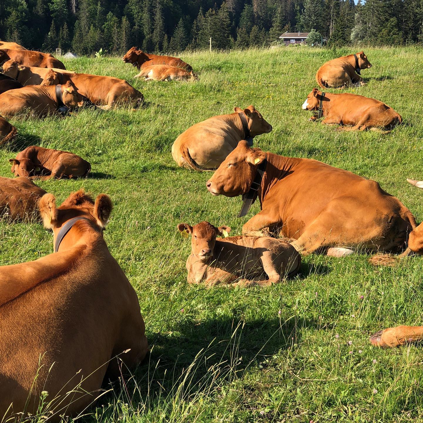 Cows, before the start of the hiking day.