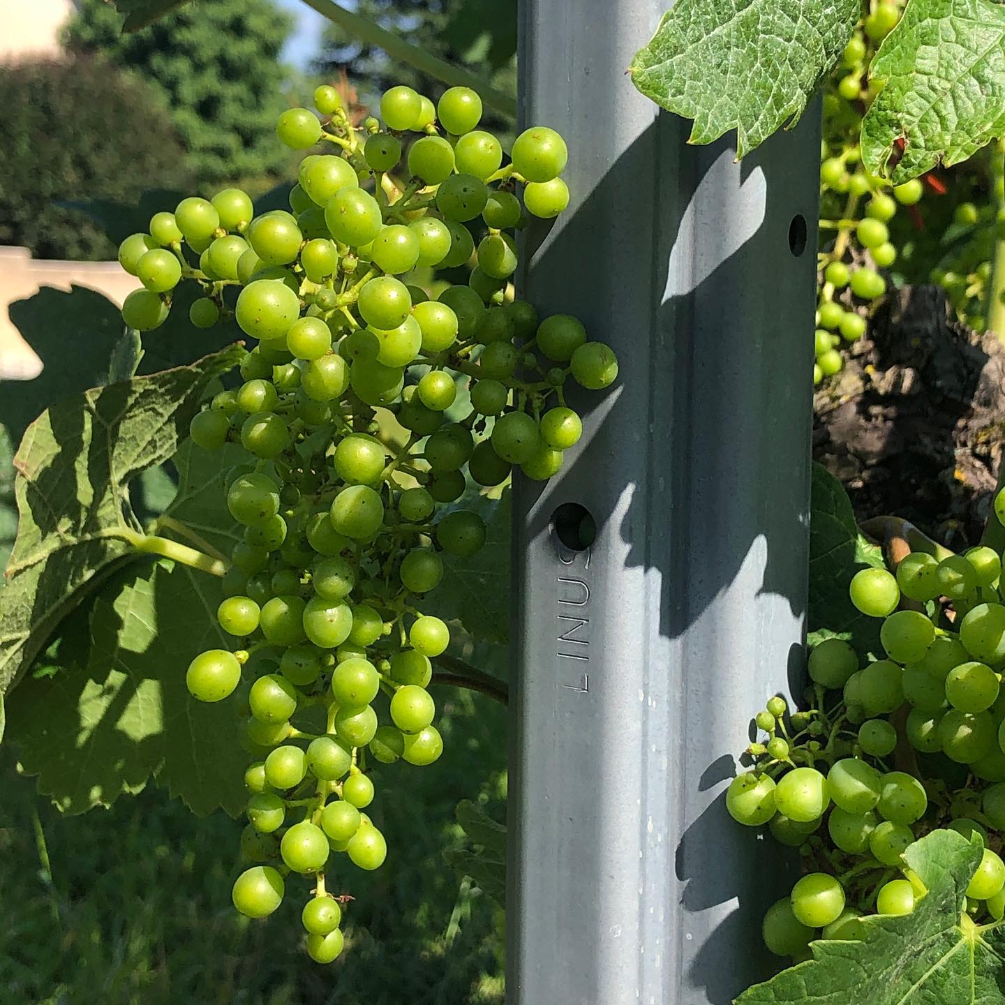 Coming soon to a glass of moÃ»t near you.