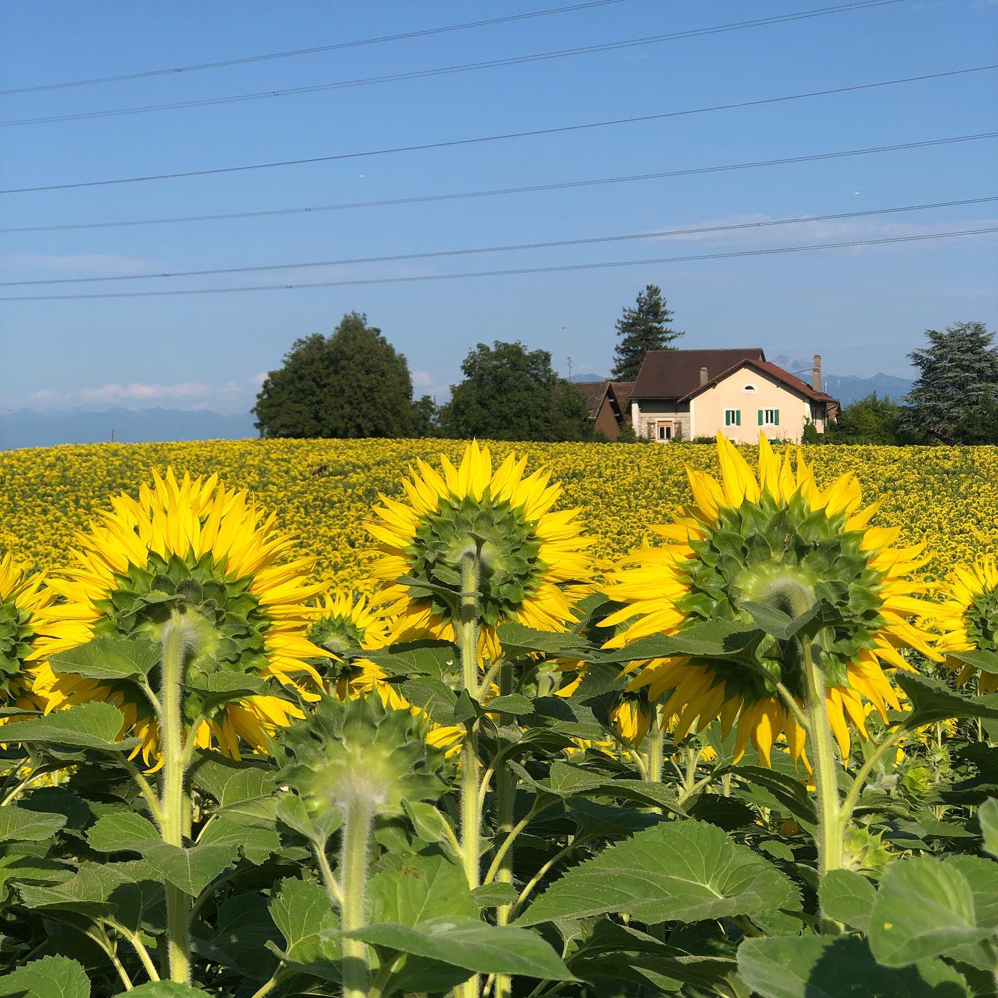 A Swiss landscape. Not the Tour de France. In that house people feel that they are being watched, by thousands of sunflowers.