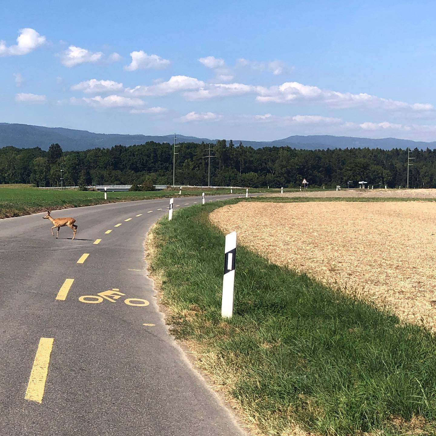 The stuff you put up with when cycling ;-)