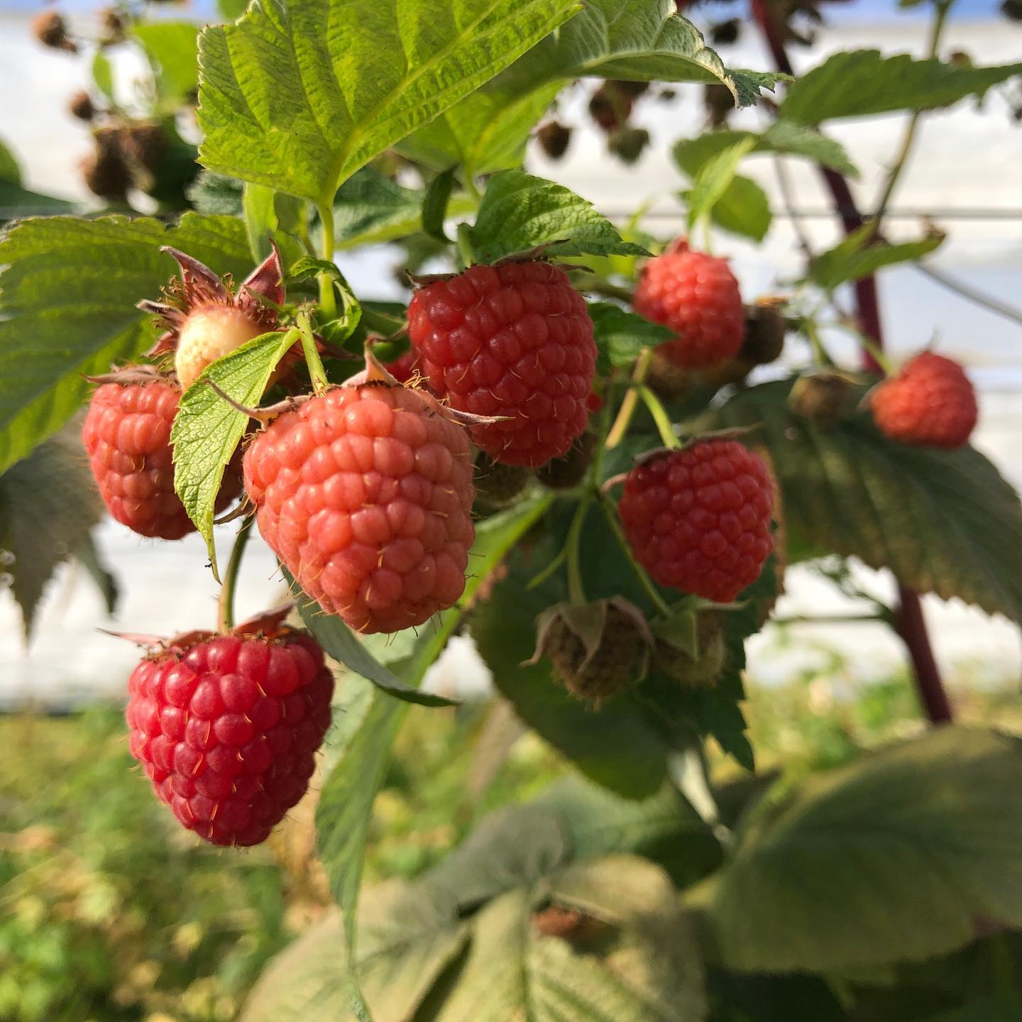 Somewhere near Nyon yesterday.