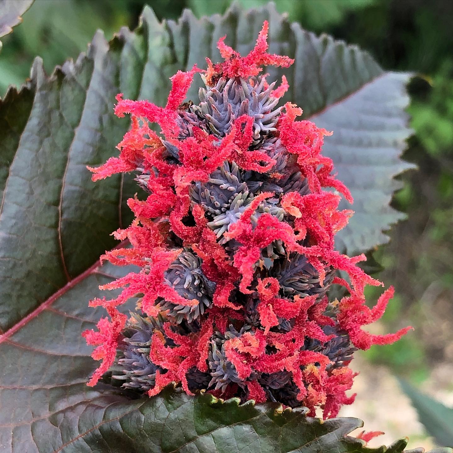 Castor plant flowers.