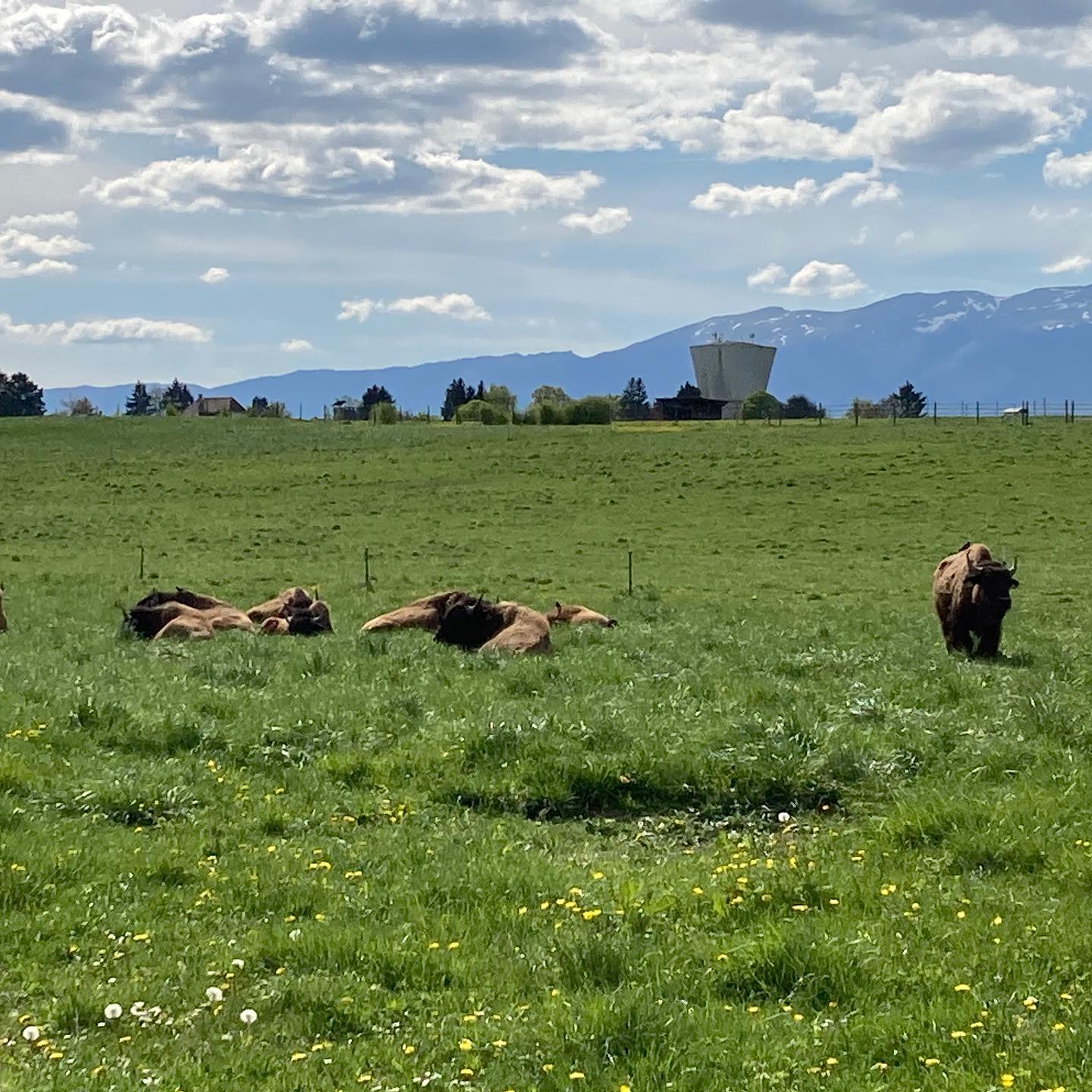 Bison siesta time.