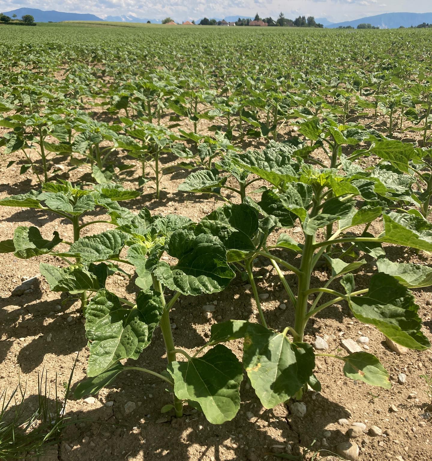 Sunflowers In their Juvenile State