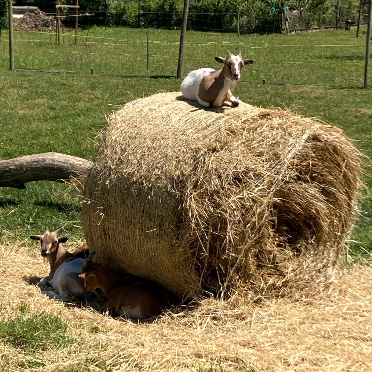 Goat High on Hay